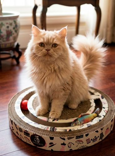 juegos didacticos gatos