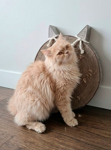 rascador cama iniciojpg