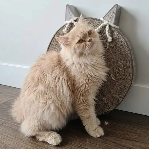 rascador para gato